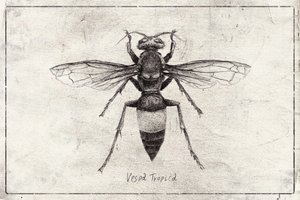 Wasp Sketch Study