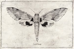 Wings of Elegance