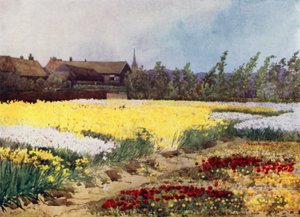 A Bulb Farm near Overveen by Mima Nixon