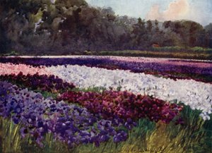 In emerald tufts, flowers purple, blue, and white, like sapphire, pearl, and rich embroidery by Mima Nixon