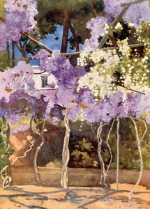 The Wistaria Bower, The Royal Palace, Athens
