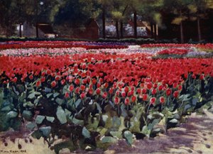 Tulips in Their Prime by Mima Nixon