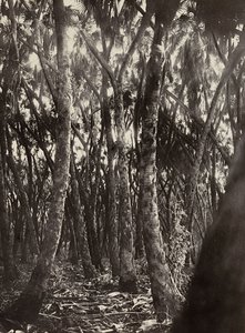 Building an Empire in the Fascist age: a grove of Dum palms by Modestino Baldinetti