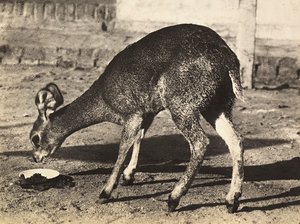 Building an Empire in the Fascist age: an antelope by Modestino Baldinetti
