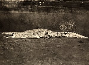 Building an Empire in the Fascist age: crocodile by Modestino Baldinetti