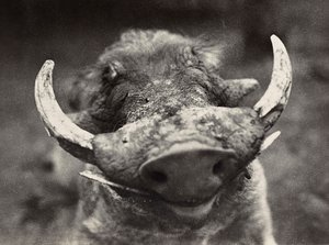 Building an Empire in the Fascist age: head of a wild boar by Modestino Baldinetti