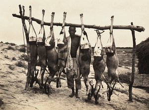 Building an Empire in the Fascist age: some captured deer by Modestino Baldinetti