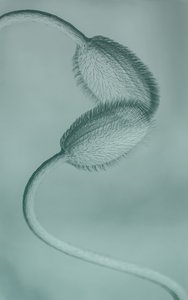 Delicate Poppy Buds by Molly Fu APA