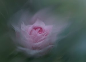 Dreamy Pink Rose by Molly Fu APA
