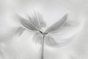 Ethereal Bloom Motion