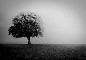 Lone Tree in Mist