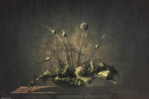 Dark Botanical Still Life by Monique van Velzen