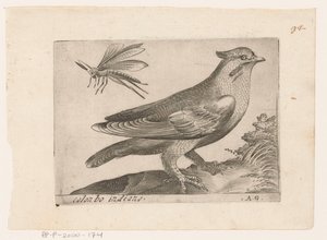 Waxwing (Bombycilla garrulus) Colonbo indiano (title on object) Birds (series title) by Monogrammist AG