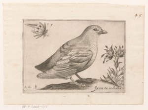 Bird (Passra Indiana) (Birds) by Monogrammist AG