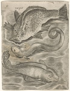 Study Sheet with Three Fish (Piscium Vivae Icones)