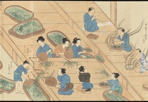 Illustrations of Uji Tea Production