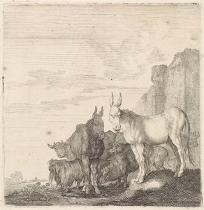 Donkeys by a Wall (Quadrupeds)