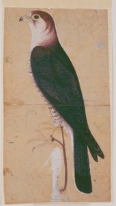 Falcon by Mughal School