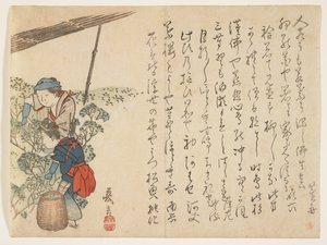 Tea Pickers