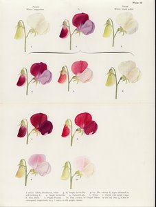 Reversion in Sweet Peas