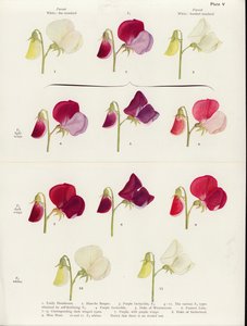 Spurious Allelomorphism in Sweet Peas