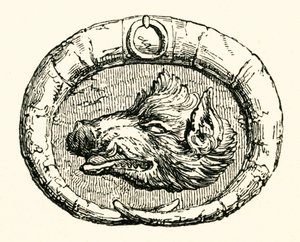 Boar