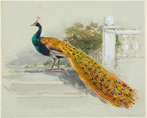 Peacock by Myles Birket Foster