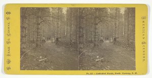 Cathedral Woods, North Conway, N.H. by N.W. Pease