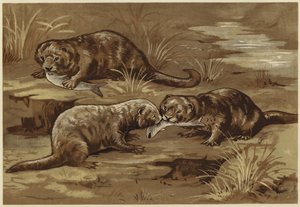About Otters