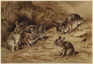 Baby Bunnies