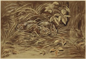 Little Hares