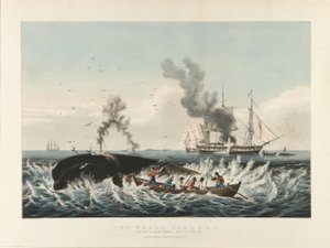 The Whale Fishery: Attacking a Sperm Whale and 