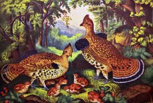 The Happy Family, Ruffed Grouse and Young by N. and Ives, J.M. Currier
