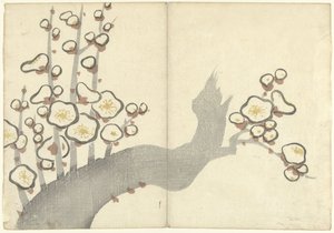 Plum Blossom