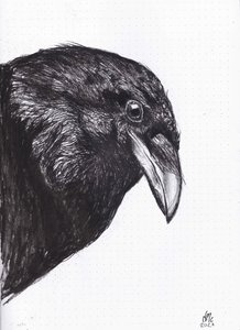Crow or Raven, 2020