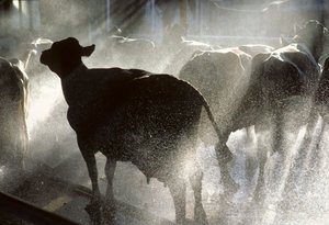 Dairy cows are washed in a shower before being milked at Kibbutz Yotvata by Nathan Benn