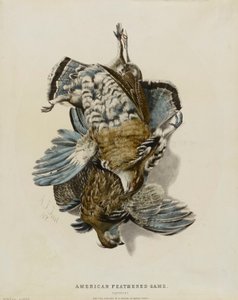 American Feathered Game--Partridges
