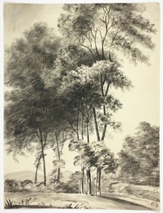 Trees with Mountains in Distance