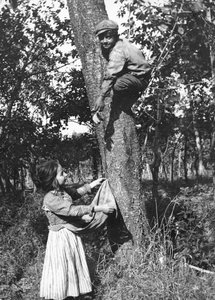 A Little Boy Up on a Fruit Tree Picking Fruits for a Little Girl, Molise by Nicola Biondi