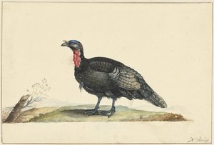 Bird with Black Feathers and a Red Crop, Standing, Facing Left by Nicolaas Struyk