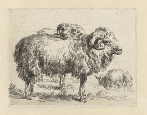 Two Rams and a Sheep