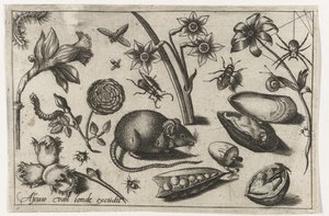 Flowers, a mouse, insects and a shell (series title) by Nicolaes de Bruyn (possibly)
