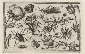 Flowers and Insects (Birds, Flowers, Insects, etc.) by Nicolaes de Bruyn (possibly)