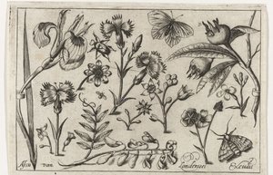 Flowers and Butterflies by Nicolaes de Bruyn (possibly)