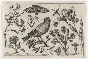 Flowers, Insects, Peacock Butterfly, and a Crow by Nicolaes de Bruyn (possibly)