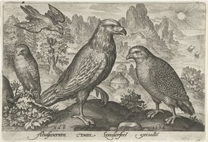 Eagle and Other Birds of Prey, Birds and Insects (series title) by Nicolaes de Bruyn