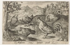 Three Chickens and Two Roosters Birds and Insects (series title) by Nicolaes de Bruyn