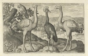 Crowned Crane Between Two Ostriches by Nicolaes de Bruyn
