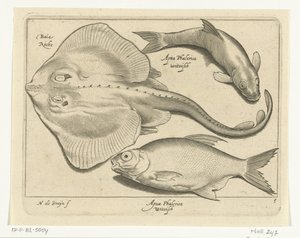 Ray, Bream, and Whitefish (Libelivs Varia Genera Piscium Complectens) by Nicolaes de Bruyn