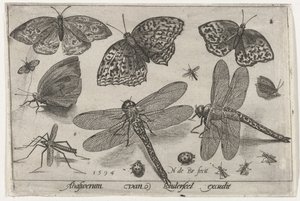 Butterflies and Dragonflies